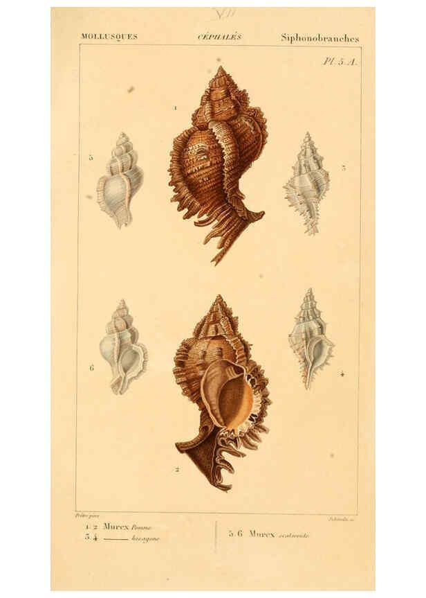 Reproducción/Reproduction 6260678050: Malacozoaires, ou, Animaux mollusques A Paris :Chez F.-G. Levrault,[1828?-1830?] 