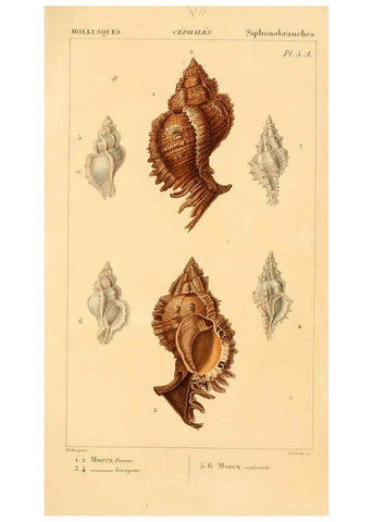 Reproducción/Reproduction 6260678050: Malacozoaires, ou, Animaux mollusques A Paris :Chez F.-G. Levrault,[1828?-1830?] 