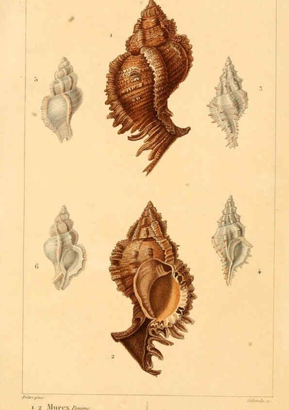 Reproducción/Reproduction 6260678050: Malacozoaires, ou, Animaux mollusques A Paris :Chez F.-G. Levrault,[1828?-1830?] 