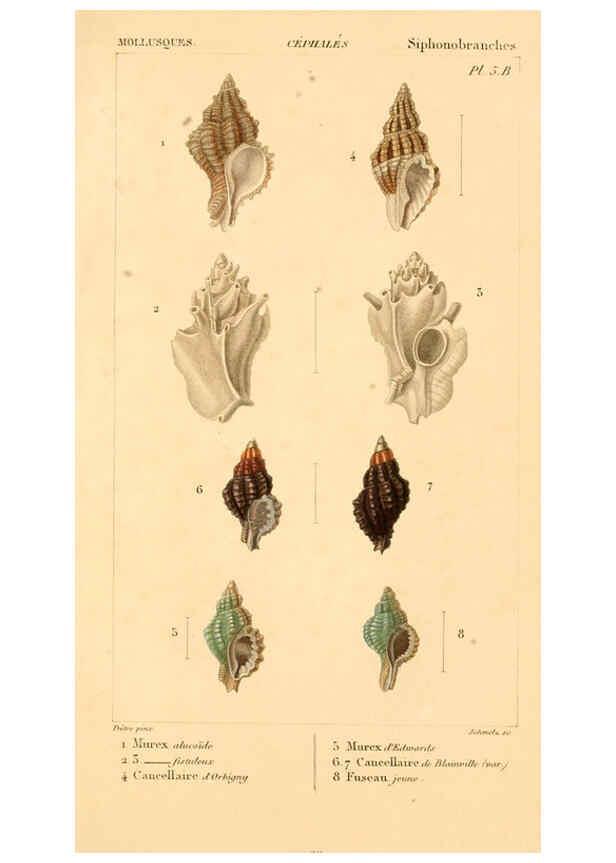 Reproducción/Reproduction 6260678244: Malacozoaires, ou, Animaux mollusques A Paris :Chez F.-G. Levrault,[1828?-1830?] 