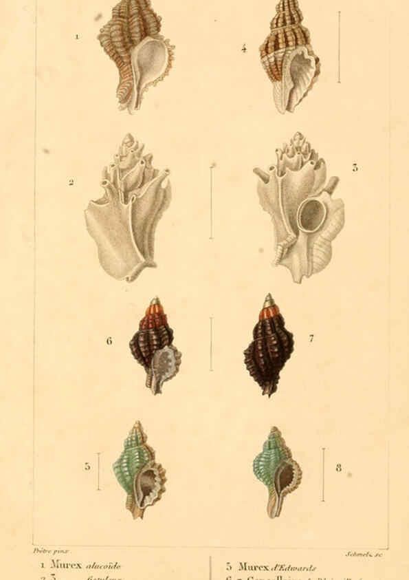 Reproducción/Reproduction 6260678244: Malacozoaires, ou, Animaux mollusques A Paris :Chez F.-G. Levrault,[1828?-1830?] 