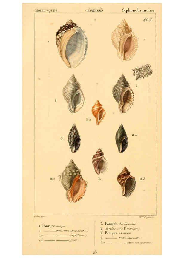 Reproducción/Reproduction 6260151873: Malacozoaires, ou, Animaux mollusques A Paris :Chez F.-G. Levrault,[1828?-1830?] 