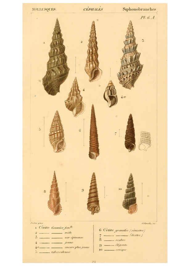 Reproducción/Reproduction 6260678614: Malacozoaires, ou, Animaux mollusques A Paris :Chez F.-G. Levrault,[1828?-1830?] 