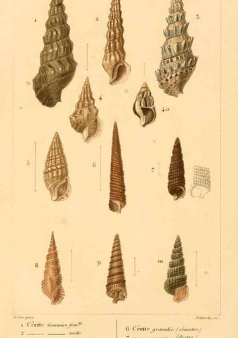 Reproducción/Reproduction 6260678614: Malacozoaires, ou, Animaux mollusques A Paris :Chez F.-G. Levrault,[1828?-1830?] 