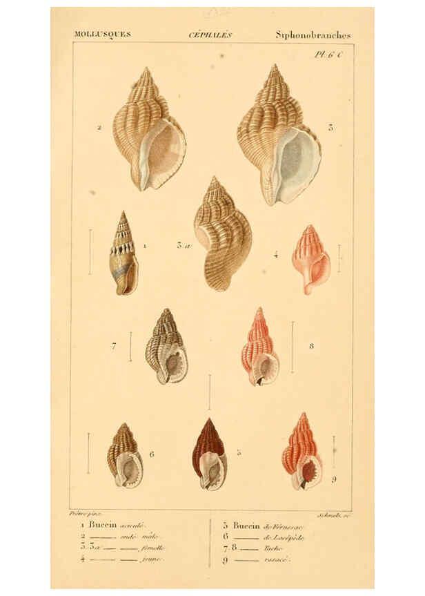 Reproducción/Reproduction 6260678864: Malacozoaires, ou, Animaux mollusques A Paris :Chez F.-G. Levrault,[1828?-1830?] 