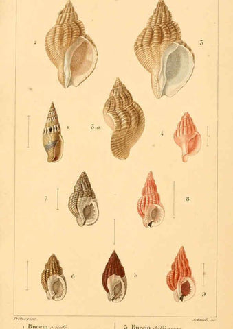 Reproducción/Reproduction 6260678864: Malacozoaires, ou, Animaux mollusques A Paris :Chez F.-G. Levrault,[1828?-1830?] 