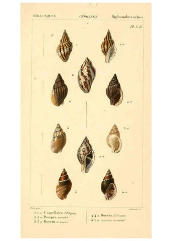 Reproducción/Reproduction 6260152603: Malacozoaires, ou, Animaux mollusques A Paris :Chez F.-G. Levrault,[1828?-1830?] 