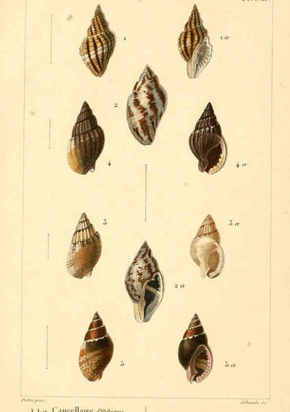 Reproducción/Reproduction 6260152603: Malacozoaires, ou, Animaux mollusques A Paris :Chez F.-G. Levrault,[1828?-1830?] 