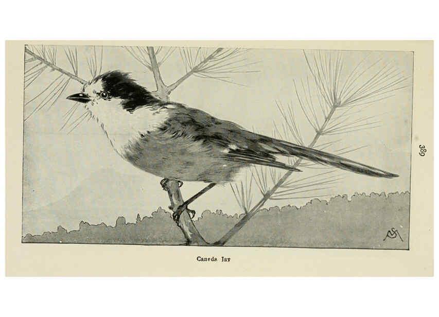 Reproducción/Reproduction 6260631810: Field book of wild birds and their music London,G.P. Putnam's Sons[c1921] 