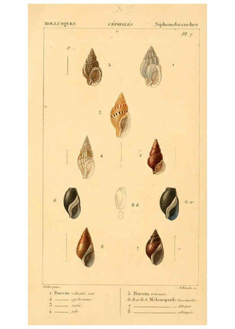 Reproducción/Reproduction 6260679382: Malacozoaires, ou, Animaux mollusques A Paris :Chez F.-G. Levrault,[1828?-1830?] 