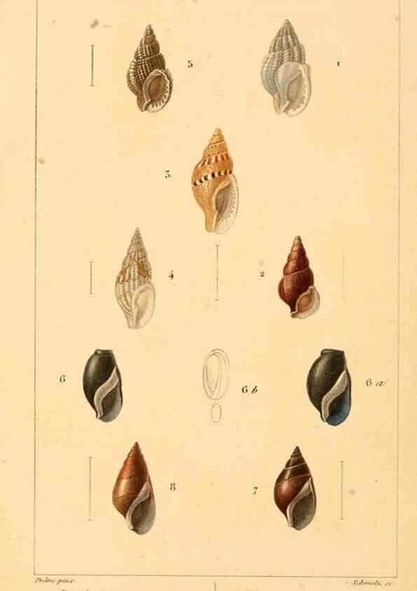 Reproducción/Reproduction 6260679382: Malacozoaires, ou, Animaux mollusques A Paris :Chez F.-G. Levrault,[1828?-1830?] 