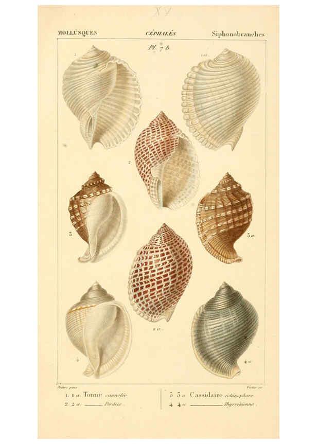 Reproducción/Reproduction 6260679728: Malacozoaires, ou, Animaux mollusques A Paris :Chez F.-G. Levrault,[1828?-1830?] 