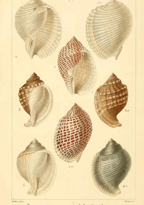 Reproducción/Reproduction 6260679728: Malacozoaires, ou, Animaux mollusques A Paris :Chez F.-G. Levrault,[1828?-1830?] 