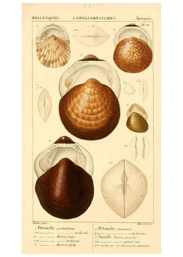 Reproducción/Reproduction 6260157313: Malacozoaires, ou, Animaux mollusques A Paris :Chez F.-G. Levrault,[1828?-1830?] 