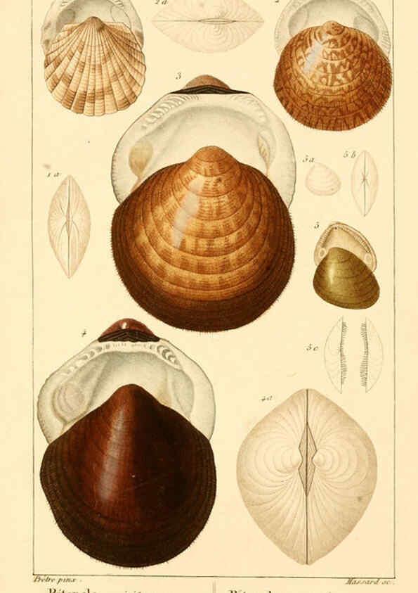 Reproducción/Reproduction 6260157313: Malacozoaires, ou, Animaux mollusques A Paris :Chez F.-G. Levrault,[1828?-1830?] 