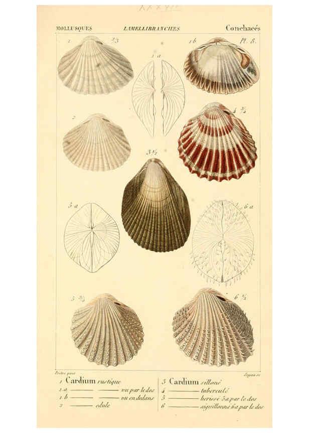 Reproducción/Reproduction 6260157563: Malacozoaires, ou, Animaux mollusques A Paris :Chez F.-G. Levrault,[1828?-1830?] 