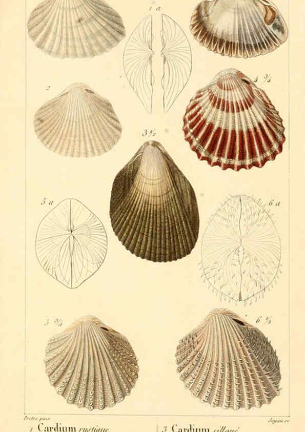 Reproducción/Reproduction 6260157563: Malacozoaires, ou, Animaux mollusques A Paris :Chez F.-G. Levrault,[1828?-1830?] 