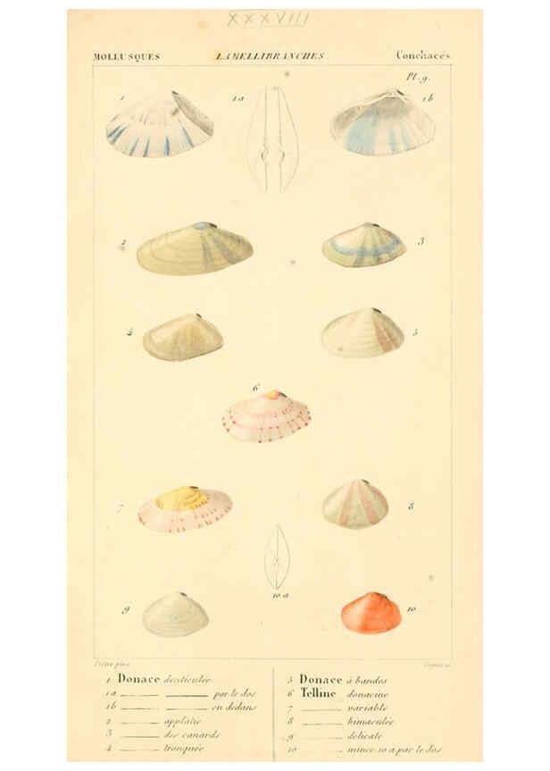 Reproducción/Reproduction 6260157739: Malacozoaires, ou, Animaux mollusques A Paris :Chez F.-G. Levrault,[1828?-1830?] 