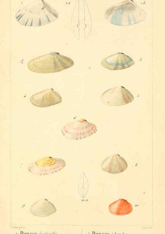 Reproducción/Reproduction 6260157739: Malacozoaires, ou, Animaux mollusques A Paris :Chez F.-G. Levrault,[1828?-1830?] 