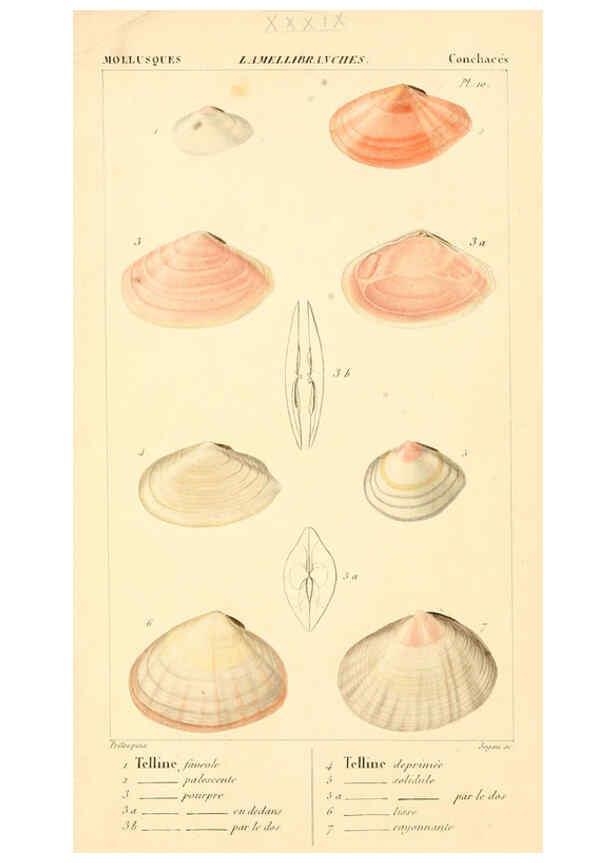 Reproducción/Reproduction 6260684370: Malacozoaires, ou, Animaux mollusques A Paris :Chez F.-G. Levrault,[1828?-1830?] 