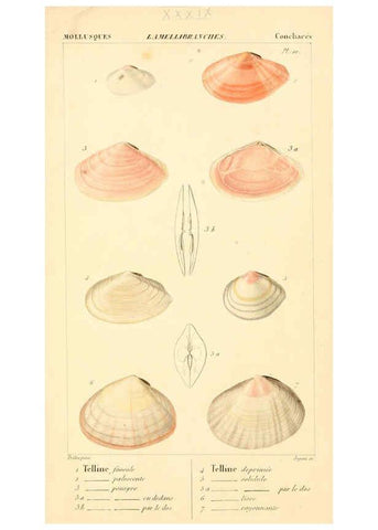 Reproducción/Reproduction 6260684370: Malacozoaires, ou, Animaux mollusques A Paris :Chez F.-G. Levrault,[1828?-1830?] 