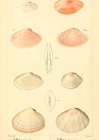 Reproducción/Reproduction 6260684370: Malacozoaires, ou, Animaux mollusques A Paris :Chez F.-G. Levrault,[1828?-1830?] 