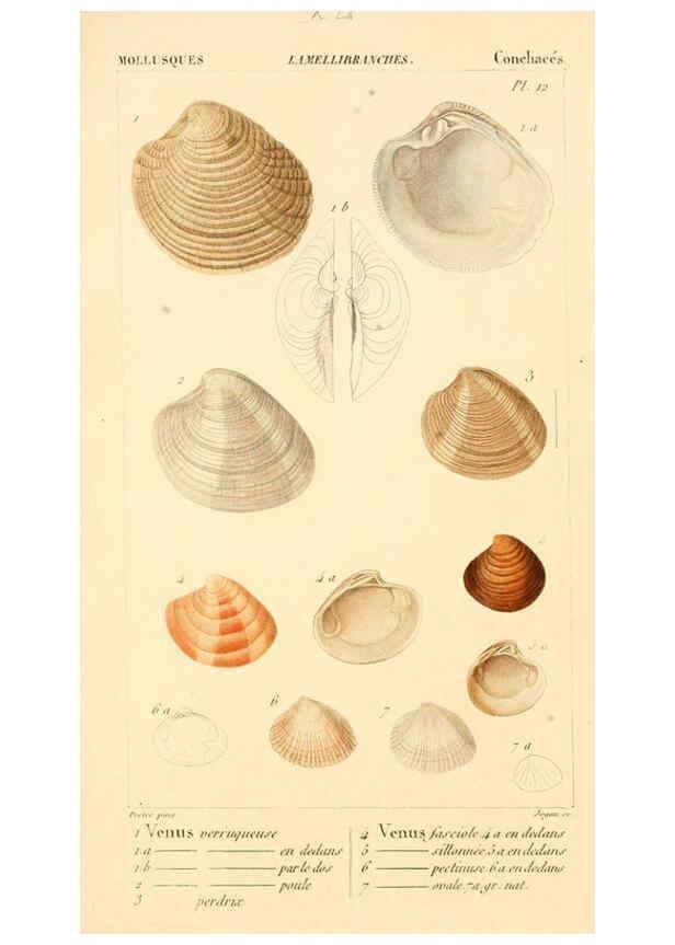 Reproducción/Reproduction 6260684522: Malacozoaires, ou, Animaux mollusques A Paris :Chez F.-G. Levrault,[1828?-1830?] 