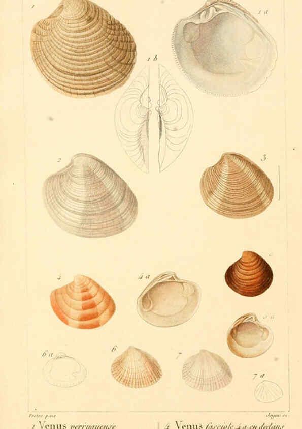 Reproducción/Reproduction 6260684522: Malacozoaires, ou, Animaux mollusques A Paris :Chez F.-G. Levrault,[1828?-1830?] 