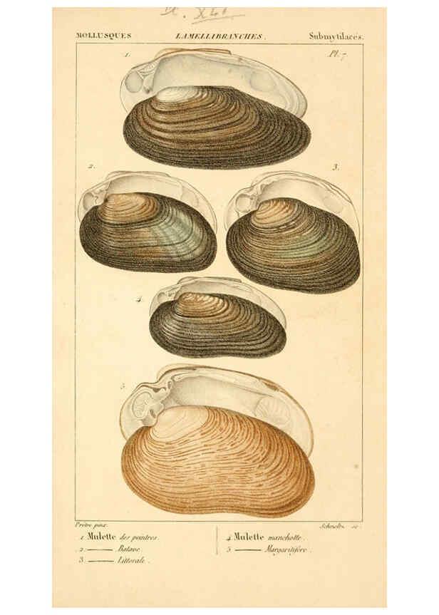 Reproducción/Reproduction 6260158299: Malacozoaires, ou, Animaux mollusques A Paris :Chez F.-G. Levrault,[1828?-1830?] 