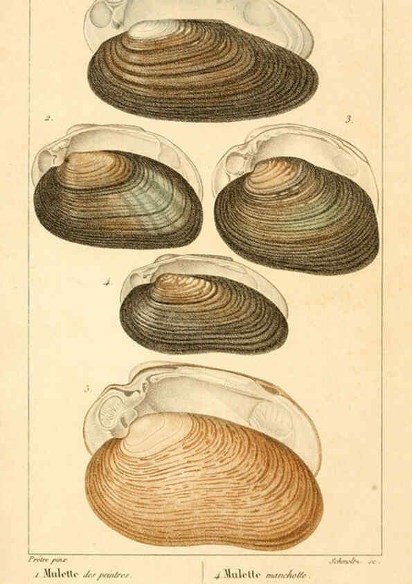 Reproducción/Reproduction 6260158299: Malacozoaires, ou, Animaux mollusques A Paris :Chez F.-G. Levrault,[1828?-1830?] 