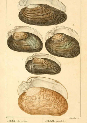 Reproducción/Reproduction 6260158299: Malacozoaires, ou, Animaux mollusques A Paris :Chez F.-G. Levrault,[1828?-1830?] 