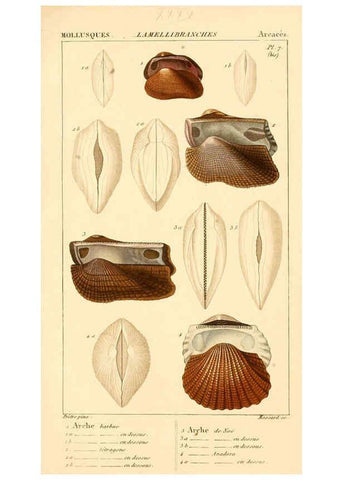 Reproducción/Reproduction 6260157093: Malacozoaires, ou, Animaux mollusques A Paris :Chez F.-G. Levrault,[1828?-1830?] 