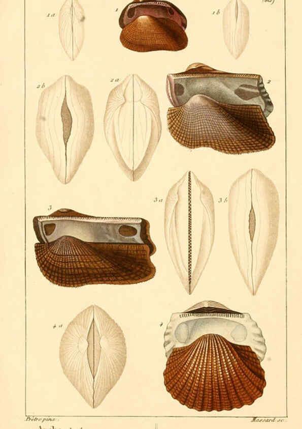 Reproducción/Reproduction 6260157093: Malacozoaires, ou, Animaux mollusques A Paris :Chez F.-G. Levrault,[1828?-1830?] 