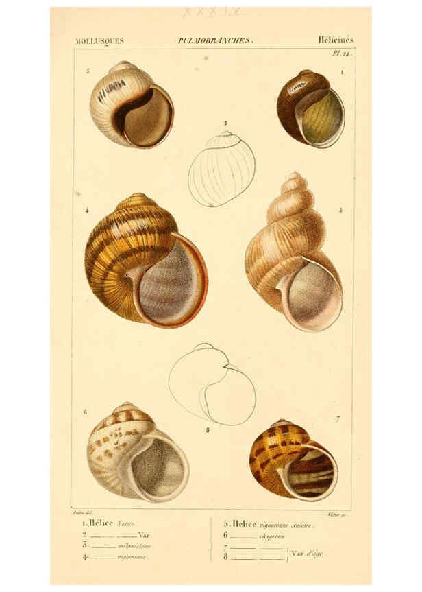 Reproducción/Reproduction 6260156859: Malacozoaires, ou, Animaux mollusques A Paris :Chez F.-G. Levrault,[1828?-1830?] 