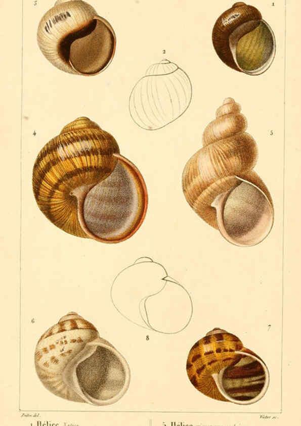 Reproducción/Reproduction 6260156859: Malacozoaires, ou, Animaux mollusques A Paris :Chez F.-G. Levrault,[1828?-1830?] 