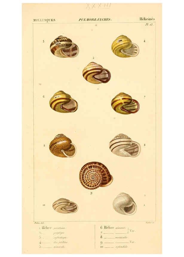 Reproducción/Reproduction 6260683194: Malacozoaires, ou, Animaux mollusques A Paris :Chez F.-G. Levrault,[1828?-1830?] 