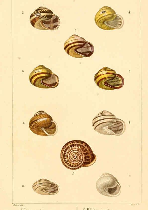 Reproducción/Reproduction 6260683194: Malacozoaires, ou, Animaux mollusques A Paris :Chez F.-G. Levrault,[1828?-1830?] 