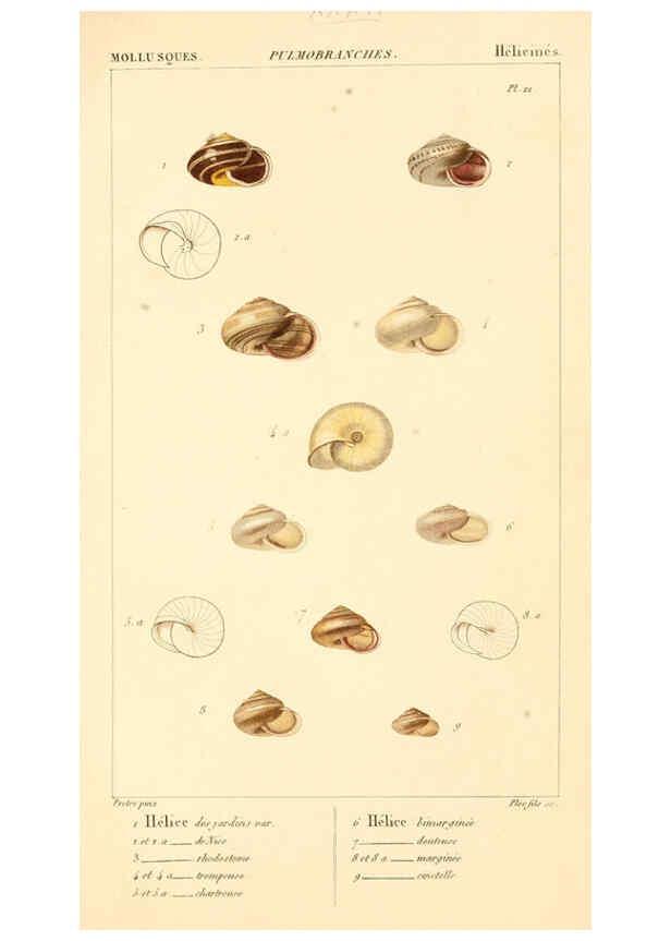 Reproducción/Reproduction 6260683046: Malacozoaires, ou, Animaux mollusques A Paris :Chez F.-G. Levrault,[1828?-1830?] 