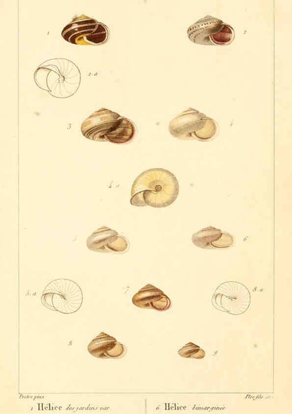 Reproducción/Reproduction 6260683046: Malacozoaires, ou, Animaux mollusques A Paris :Chez F.-G. Levrault,[1828?-1830?] 