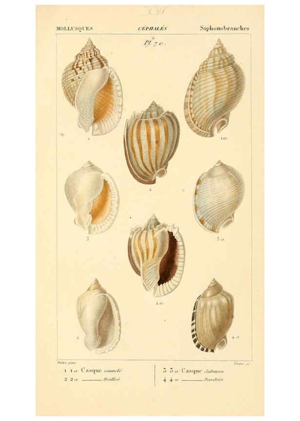 Reproducción/Reproduction 6260679998: Malacozoaires, ou, Animaux mollusques A Paris :Chez F.-G. Levrault,[1828?-1830?] 