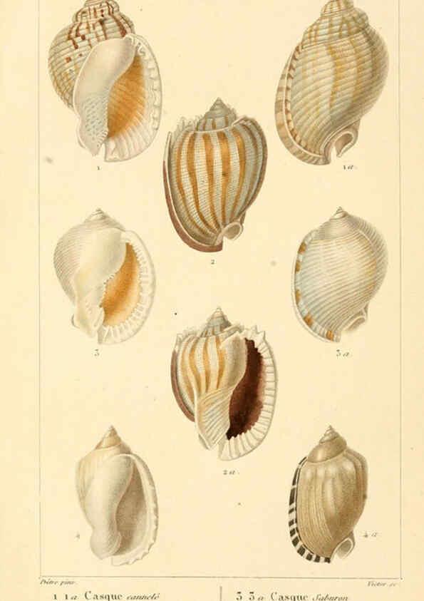 Reproducción/Reproduction 6260679998: Malacozoaires, ou, Animaux mollusques A Paris :Chez F.-G. Levrault,[1828?-1830?] 