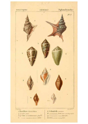 Reproducción/Reproduction 6260153565: Malacozoaires, ou, Animaux mollusques A Paris :Chez F.-G. Levrault,[1828?-1830?] 