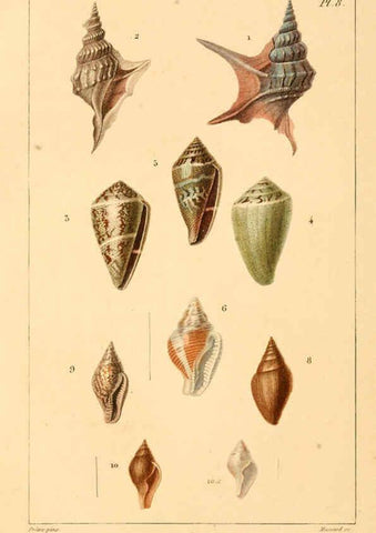 Reproducción/Reproduction 6260153565: Malacozoaires, ou, Animaux mollusques A Paris :Chez F.-G. Levrault,[1828?-1830?] 