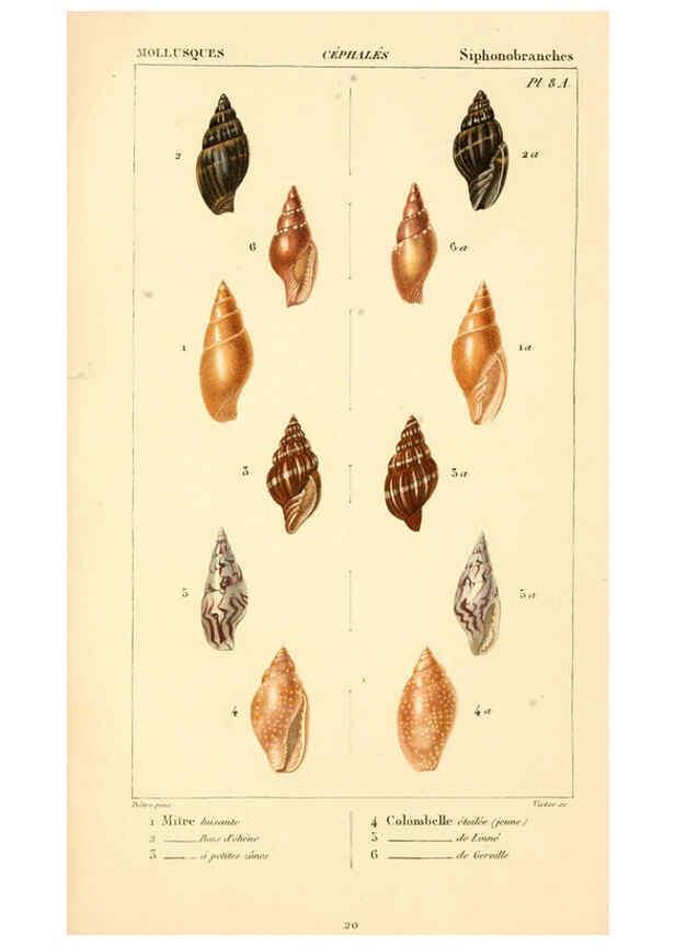 Reproducción/Reproduction 6260153749: Malacozoaires, ou, Animaux mollusques A Paris :Chez F.-G. Levrault,[1828?-1830?] 