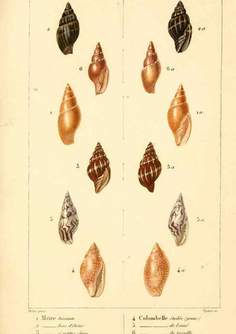 Reproducción/Reproduction 6260153749: Malacozoaires, ou, Animaux mollusques A Paris :Chez F.-G. Levrault,[1828?-1830?] 