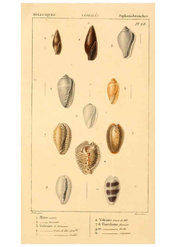 Reproducción/Reproduction 6260153919: Malacozoaires, ou, Animaux mollusques A Paris :Chez F.-G. Levrault,[1828?-1830?] 