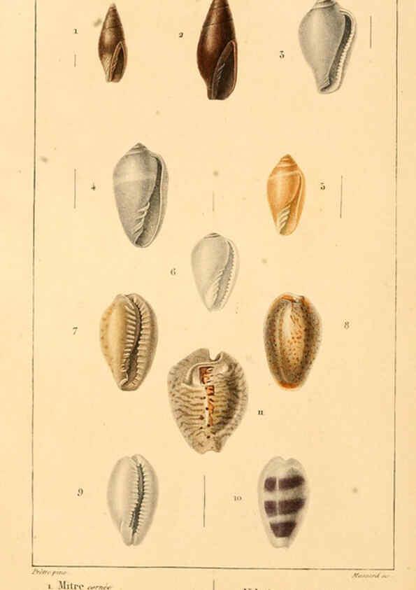 Reproducción/Reproduction 6260153919: Malacozoaires, ou, Animaux mollusques A Paris :Chez F.-G. Levrault,[1828?-1830?] 