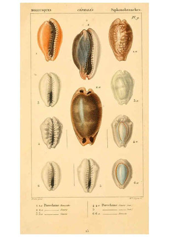 Reproducción/Reproduction 6260680686: Malacozoaires, ou, Animaux mollusques A Paris :Chez F.-G. Levrault,[1828?-1830?] 