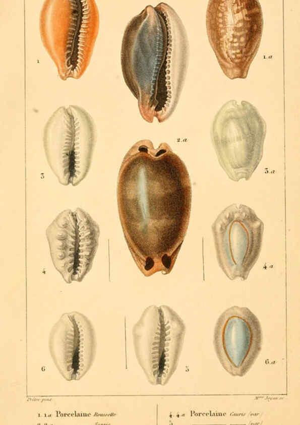 Reproducción/Reproduction 6260680686: Malacozoaires, ou, Animaux mollusques A Paris :Chez F.-G. Levrault,[1828?-1830?] 