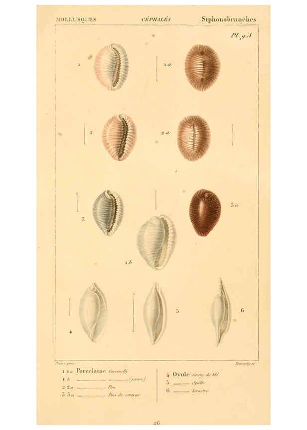 Reproducción/Reproduction 6260680918: Malacozoaires, ou, Animaux mollusques A Paris :Chez F.-G. Levrault,[1828?-1830?] 